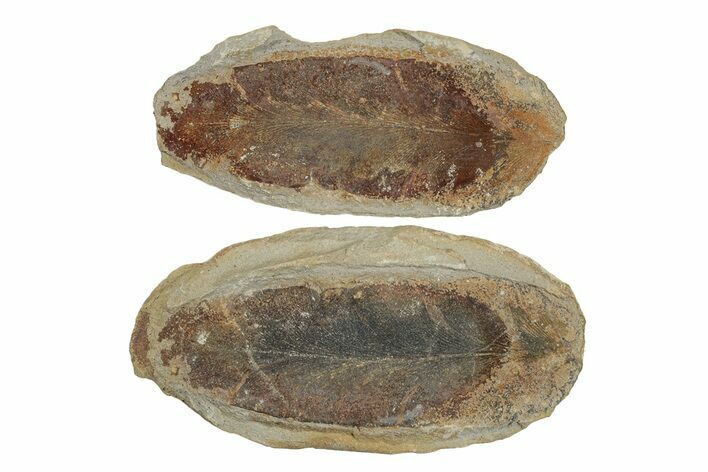 Macroneuropteris Fern Fossil Pos/Neg - Mazon Creek #270187